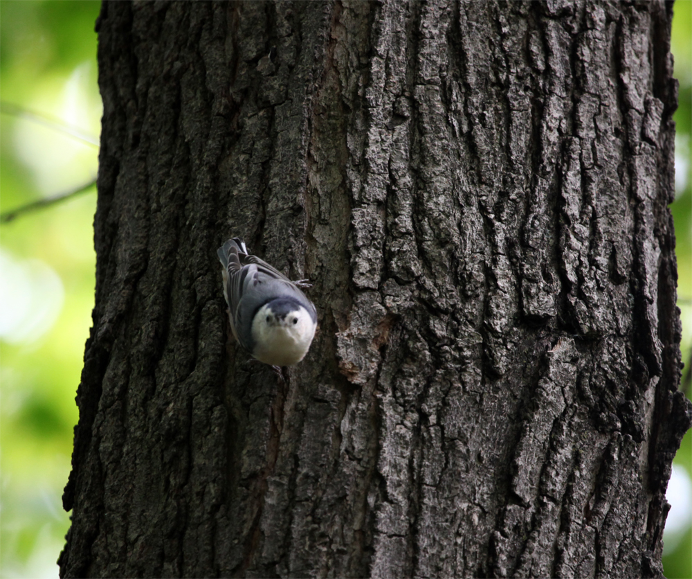 OWLET/LAKEPARK9202012MRT129X1000.jpg