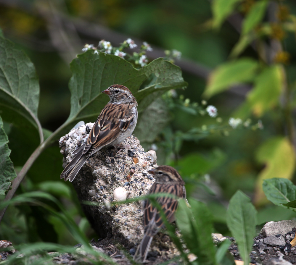 OWLET/LAKEPARK9202012MRT129X1000.jpg