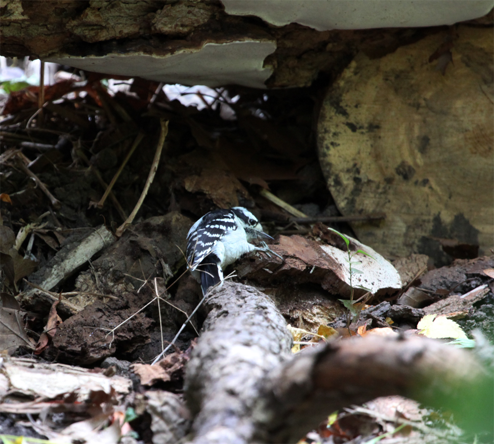 OWLET/LAKEPARK9202012MRT178X1000.jpg