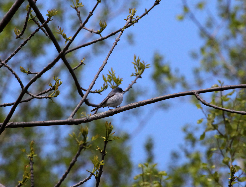 OWLET/LD5232011MRT116X1000.jpg