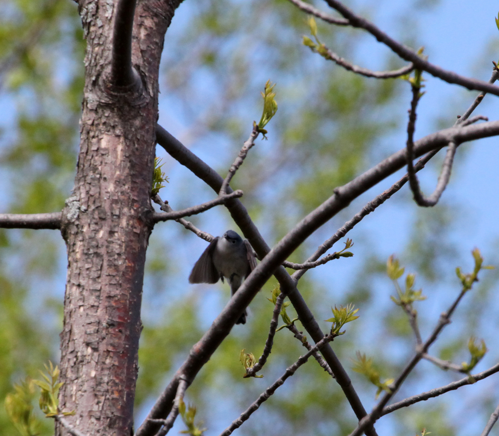 OWLET/LD5232011MRT116X1000.jpg