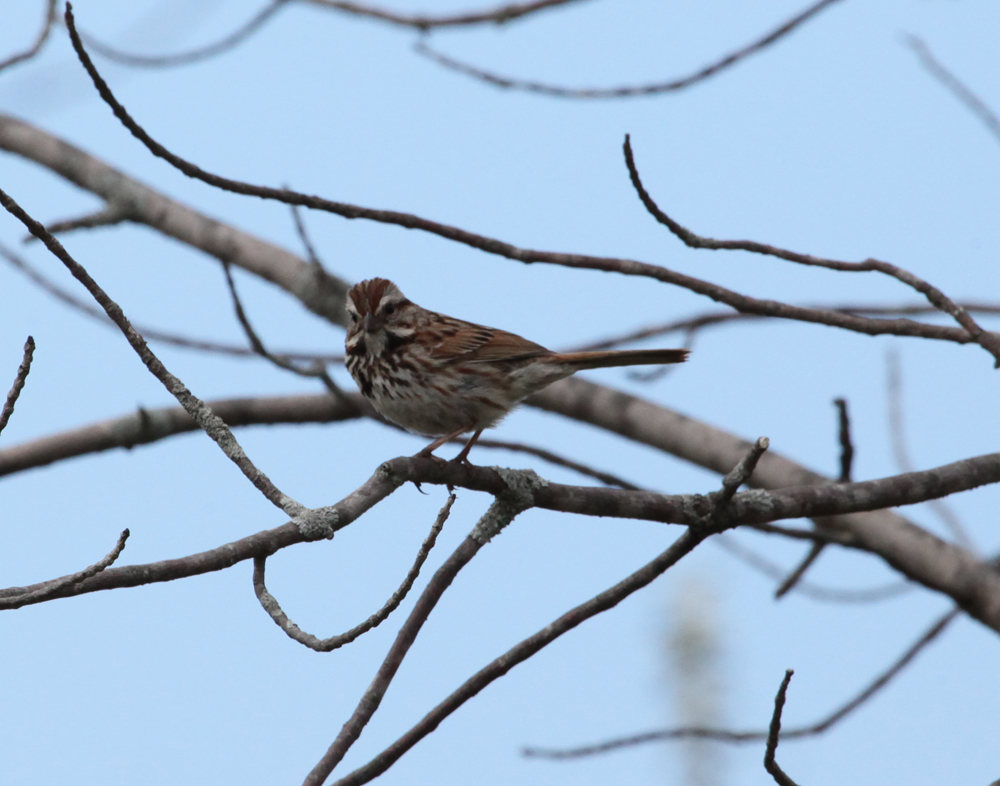 OWLET/LD5232011MRT148X1000.jpg