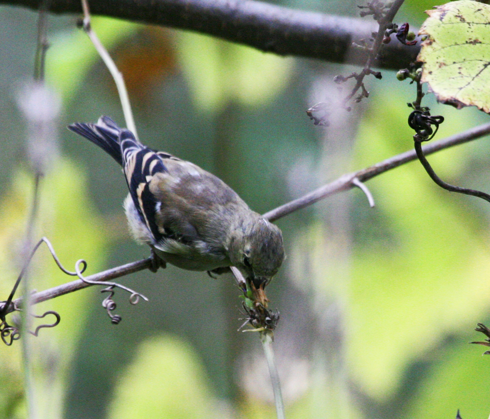 OWLET/M29.jpg