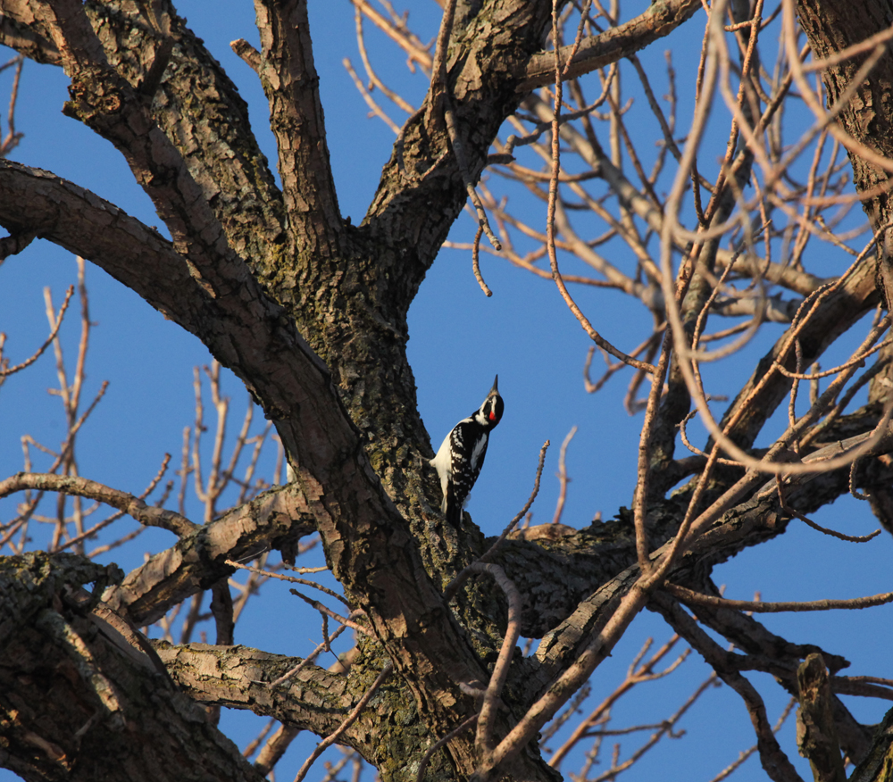 OWLET/MLF12172010MRT035X1000.jpg