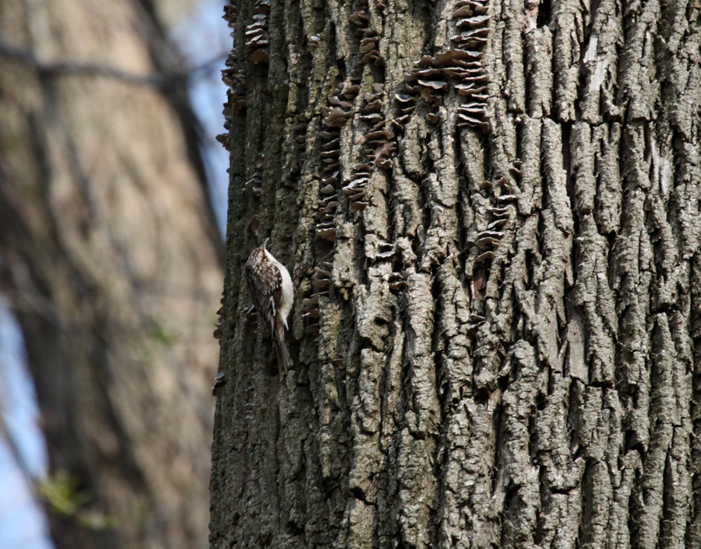 OWLET/MLF5102011MRT087X1000.jpg