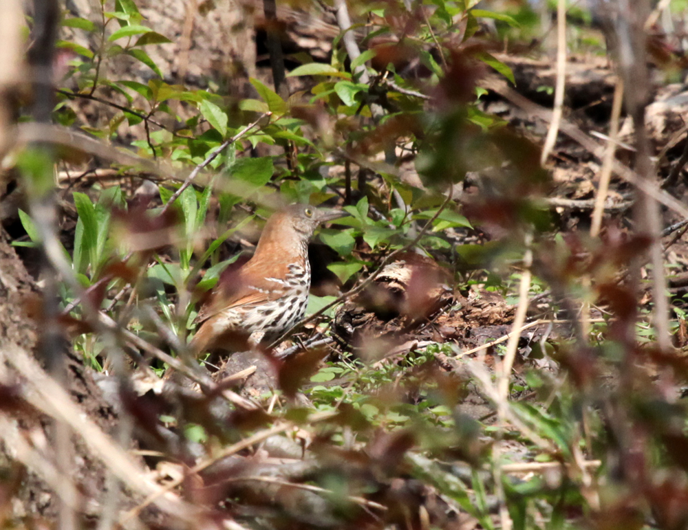 OWLET/MLF5102011MRT009X1000.jpg