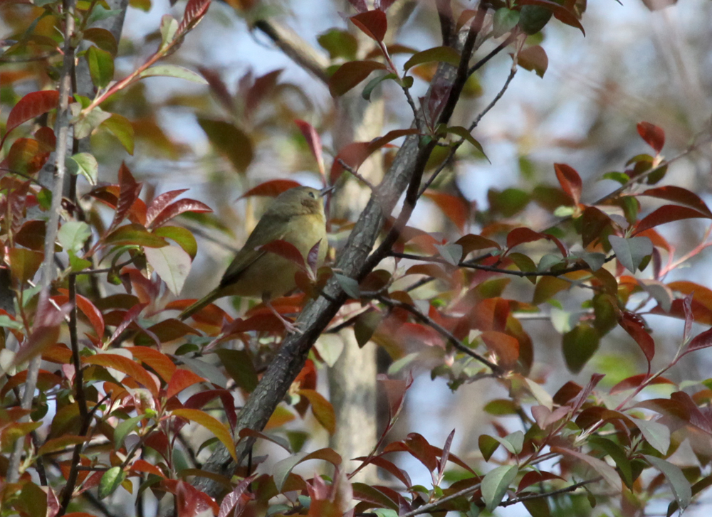 OWLET/MLF5102011MRT009X1000.jpg