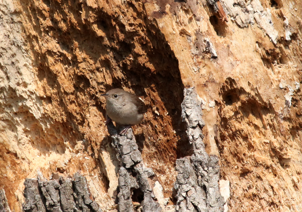 OWLET/MLF5102011MRT009X1000.jpg