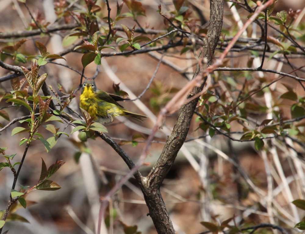 OWLET/MLF5102011MRT107RD.jpg