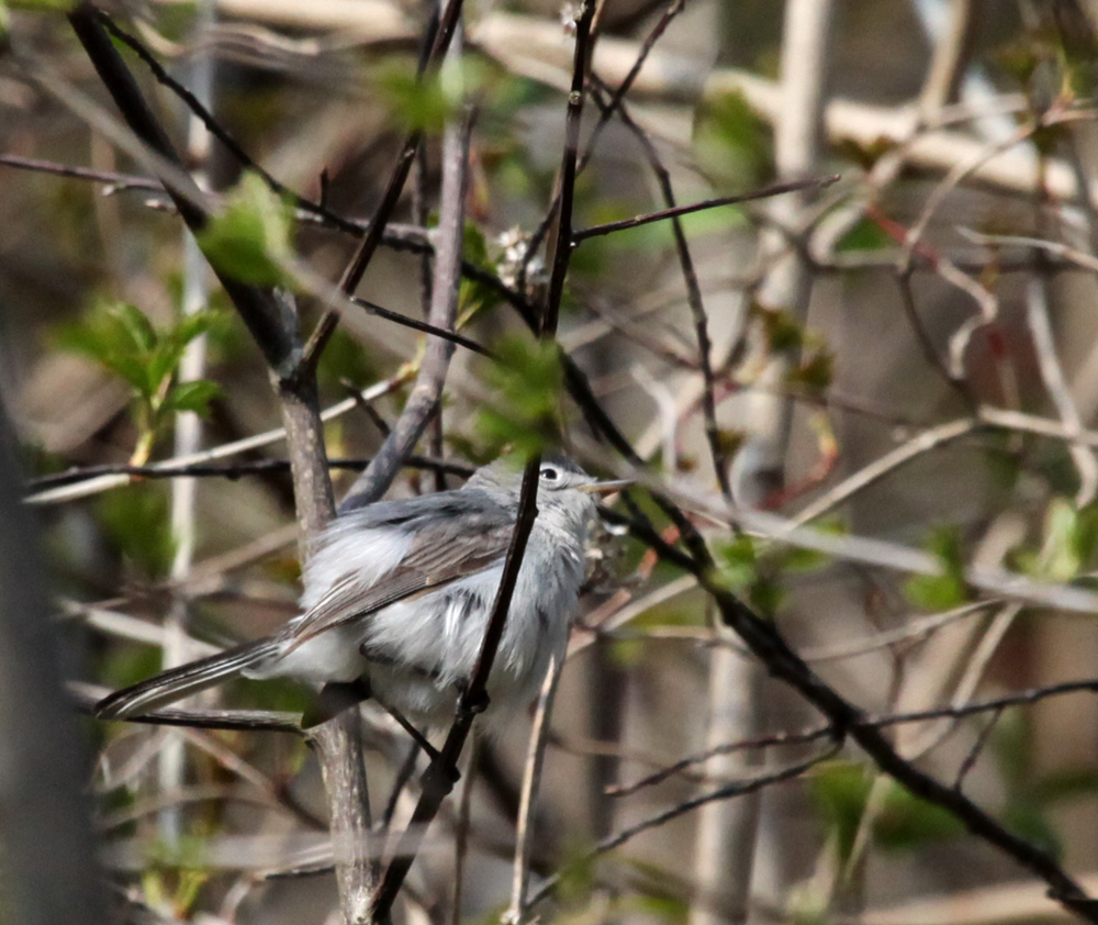 OWLET/MLF5102011MRT009X1000.jpg