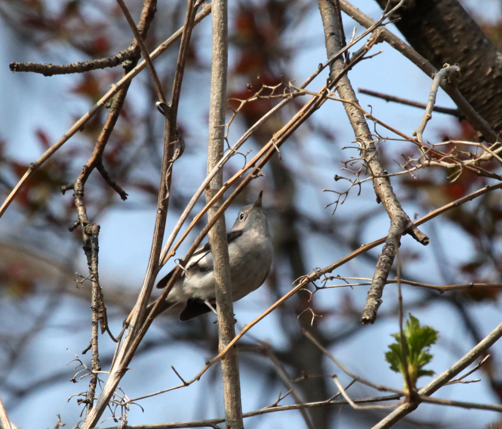 OWLET/MLF5102011MRT128X1000.jpg