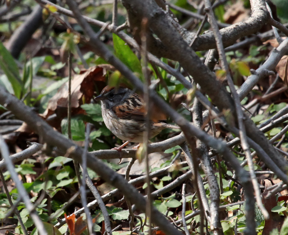 OWLET/MLF5102011MRT128X1000.jpg