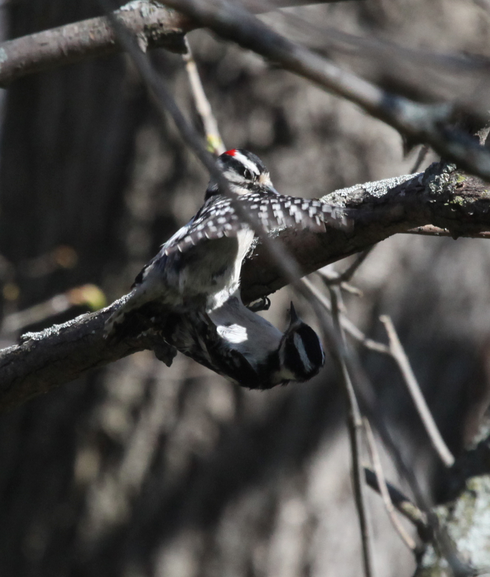 OWLET/MLF5162011MRT256X1000.jpg