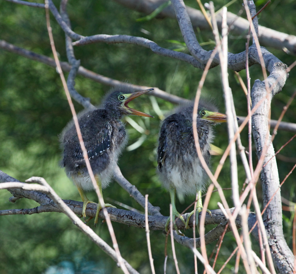 OWLET/MLF8112011MRT124X1000.jpg