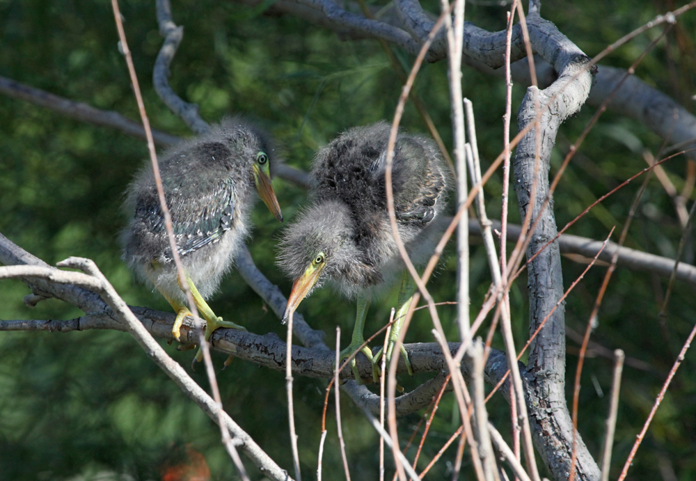 OWLET/MLF8112011MRT124X1000.jpg