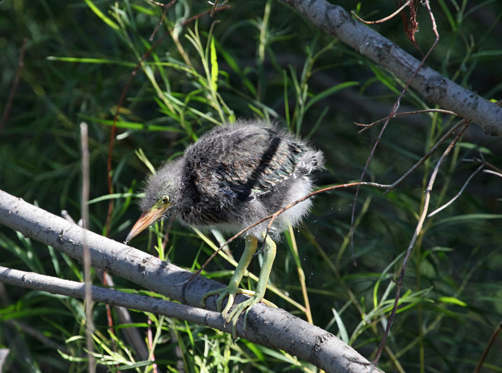 OWLET/MLF8112011MRT249X1000.jpg