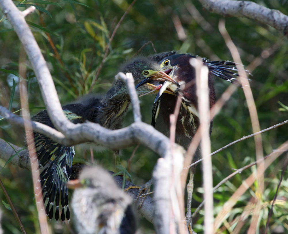 OWLET/MLF8112011MRT249X1000.jpg