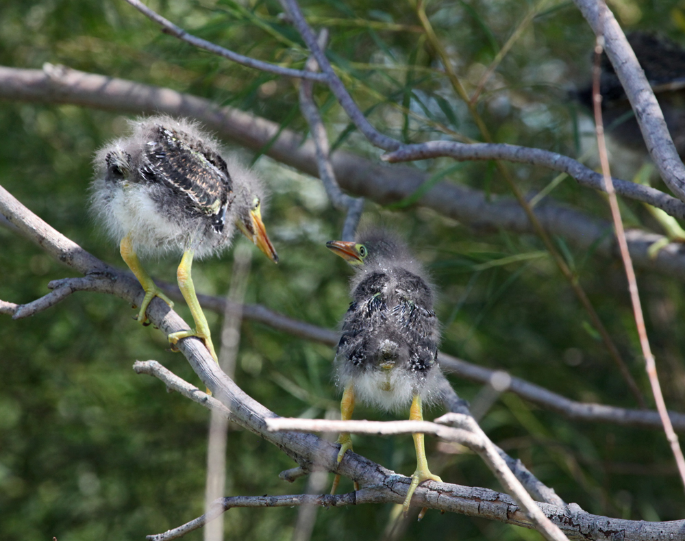 OWLET/MLF8112011MRT249X1000.jpg