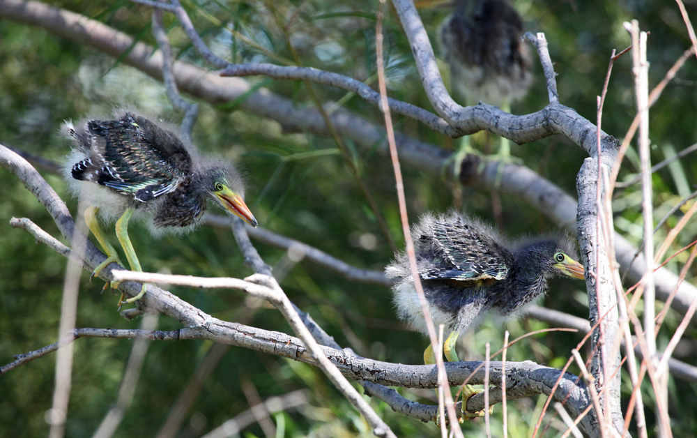 OWLET/MLF8112011MRT249X1000.jpg