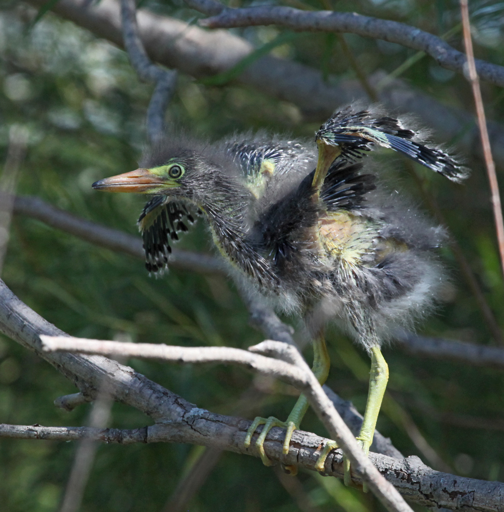 OWLET/MLF8112011MRT274X1000.jpg