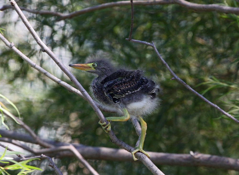 OWLET/MLF8112011MRT274X1000.jpg