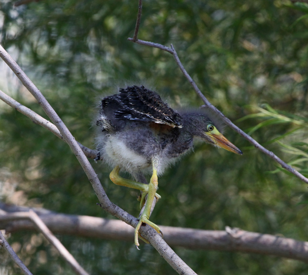 OWLET/MLF8112011MRT274X1000.jpg