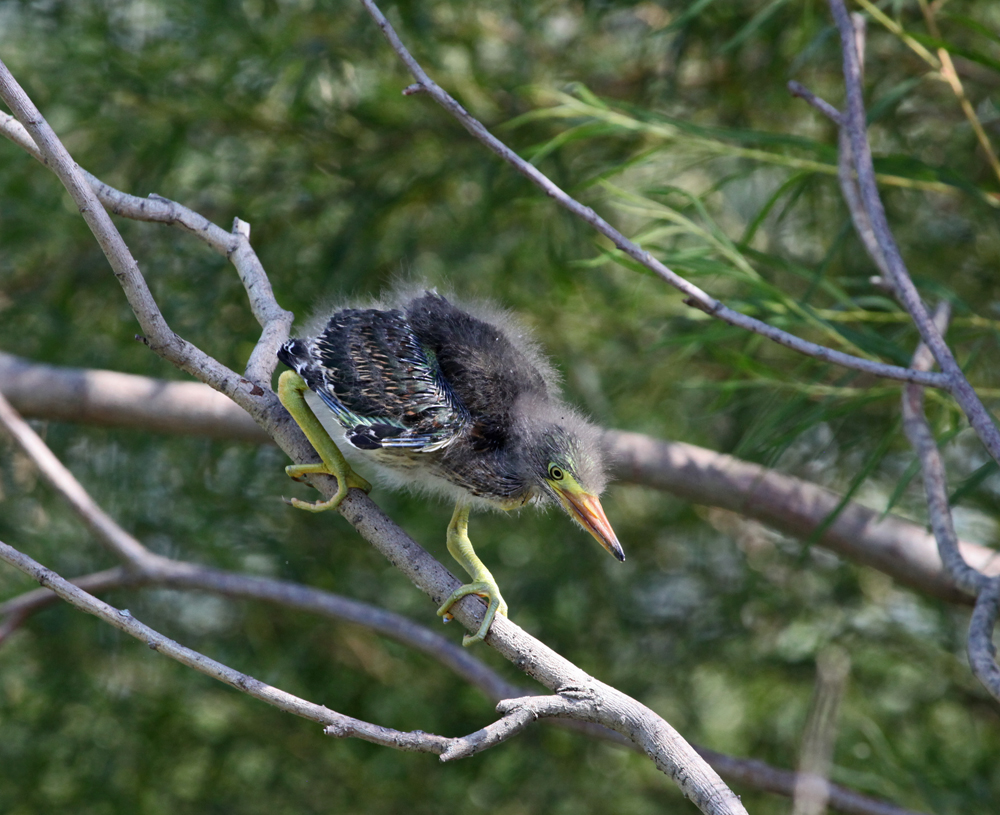 OWLET/MLF8112011MRT274X1000.jpg