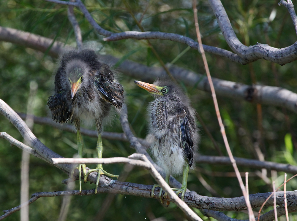 OWLET/MLF8112011MRT274X1000.jpg