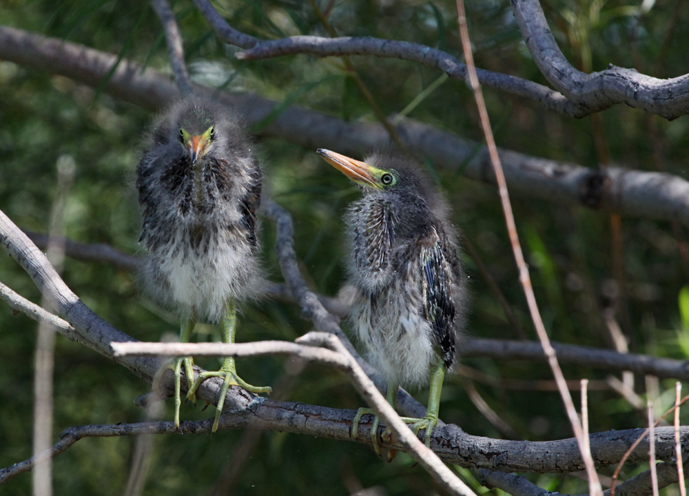 OWLET/MLF8112011MRT323X1000.jpg