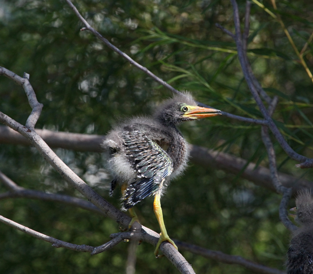 OWLET/MLF8112011MRT323X1000.jpg