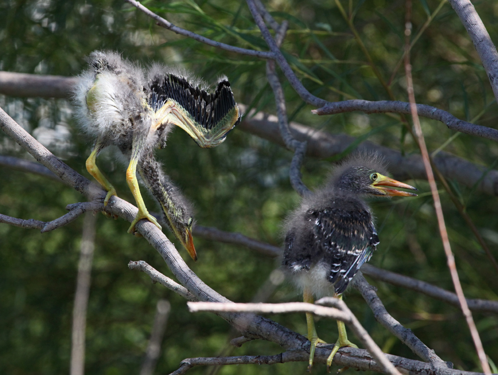 OWLET/MLF8112011MRT323X1000.jpg