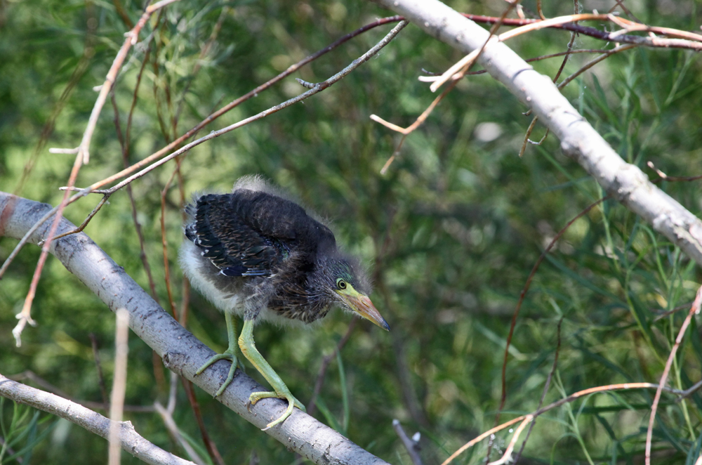 OWLET/MLF8112011MRT323X1000.jpg