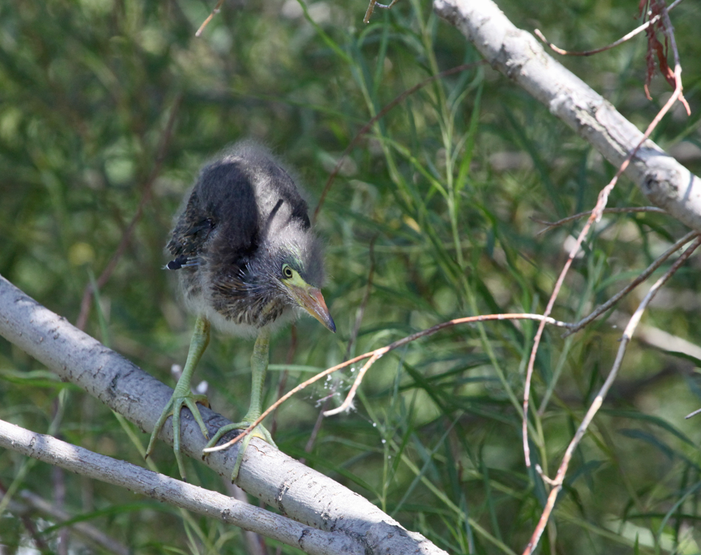 OWLET/MLF8112011MRT323X1000.jpg