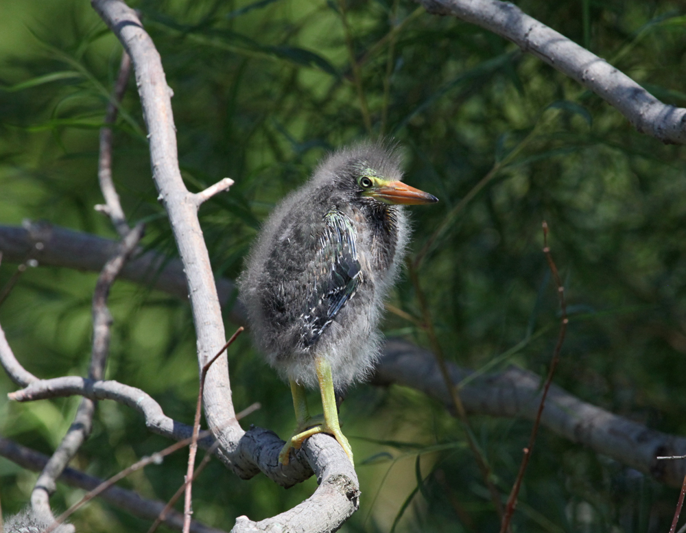 OWLET/MLF8112011MRT336X1000.jpg