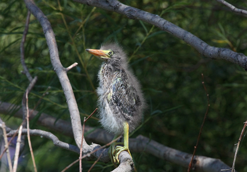 OWLET/MLF8112011MRT336X1000.jpg