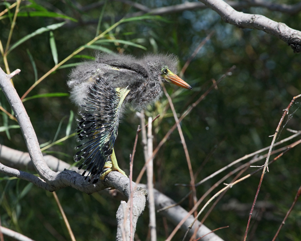 OWLET/MLF8112011MRT336X1000.jpg