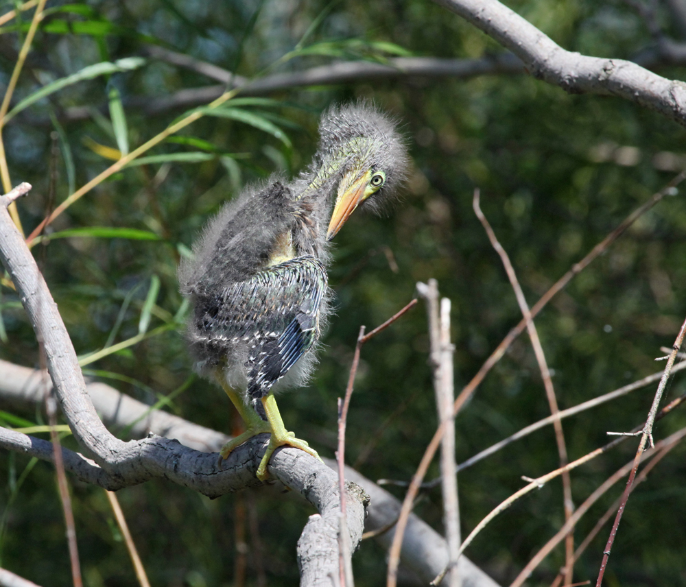 OWLET/MLF8112011MRT824X1000.jpg