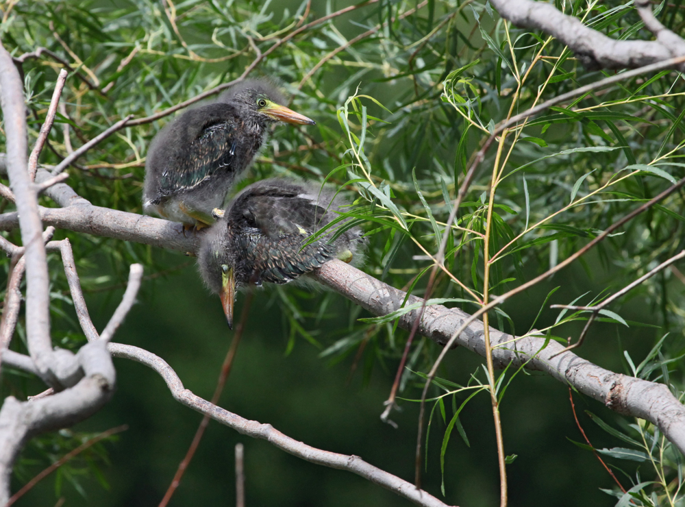 OWLET/MLF8112011MRT824X1000.jpg