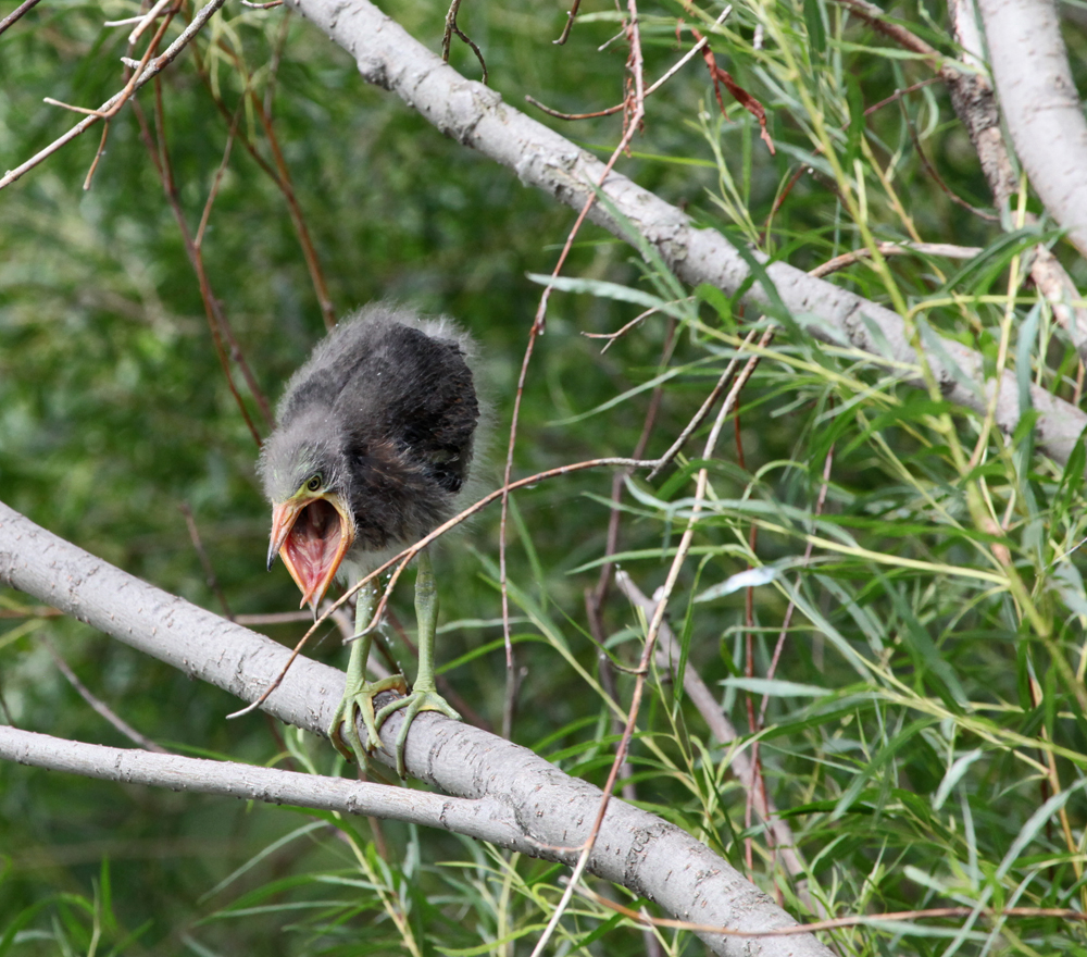 OWLET/MLF8112011MRT824X1000.jpg