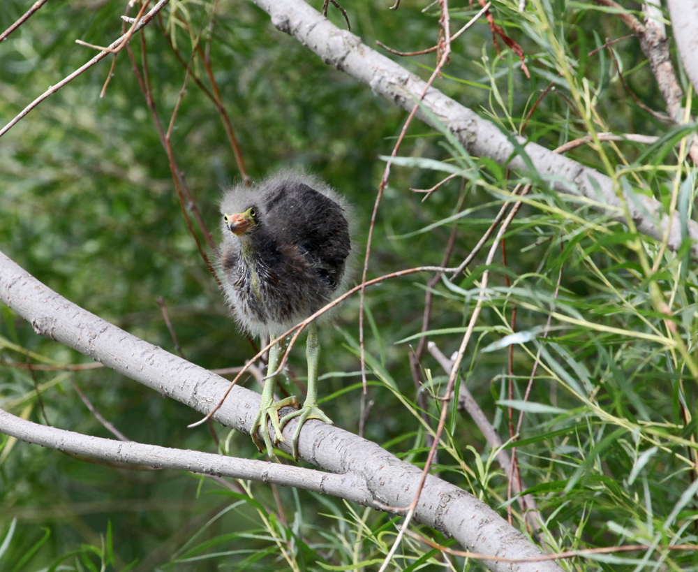 OWLET/MLF8112011MRT824X1000.jpg