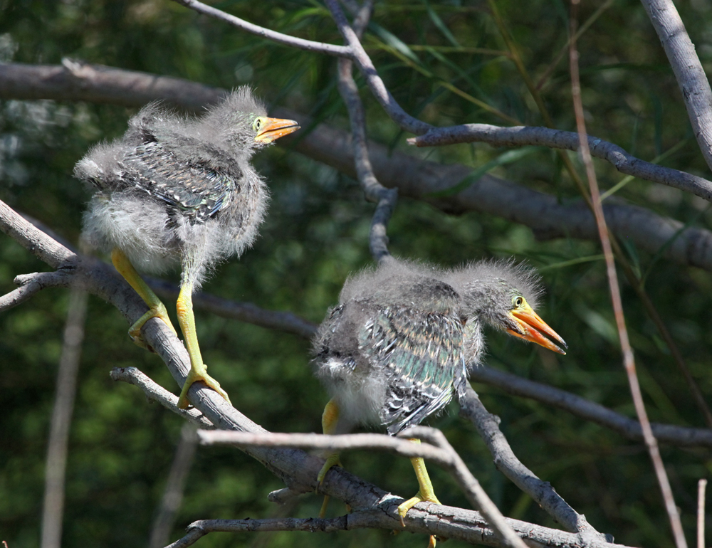 OWLET/MLF8112011MRT824X1000.jpg