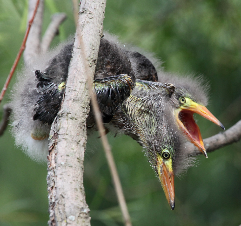 OWLET/MLF8132011MRT235X1000.jpg