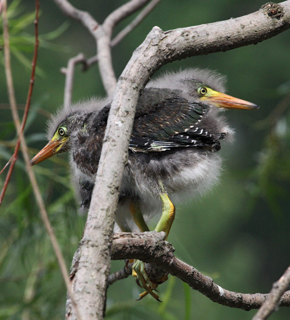 OWLET/MLF8132011MRT235X1000.jpg