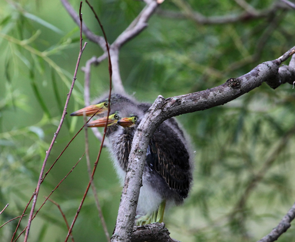 OWLET/MLF8132011MRT235X1000.jpg