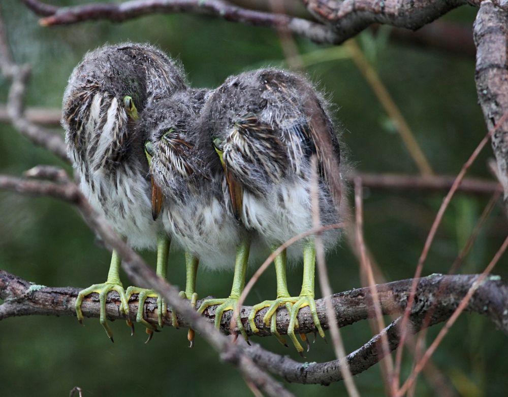 OWLET/MLF8132011MRT235X1000.jpg