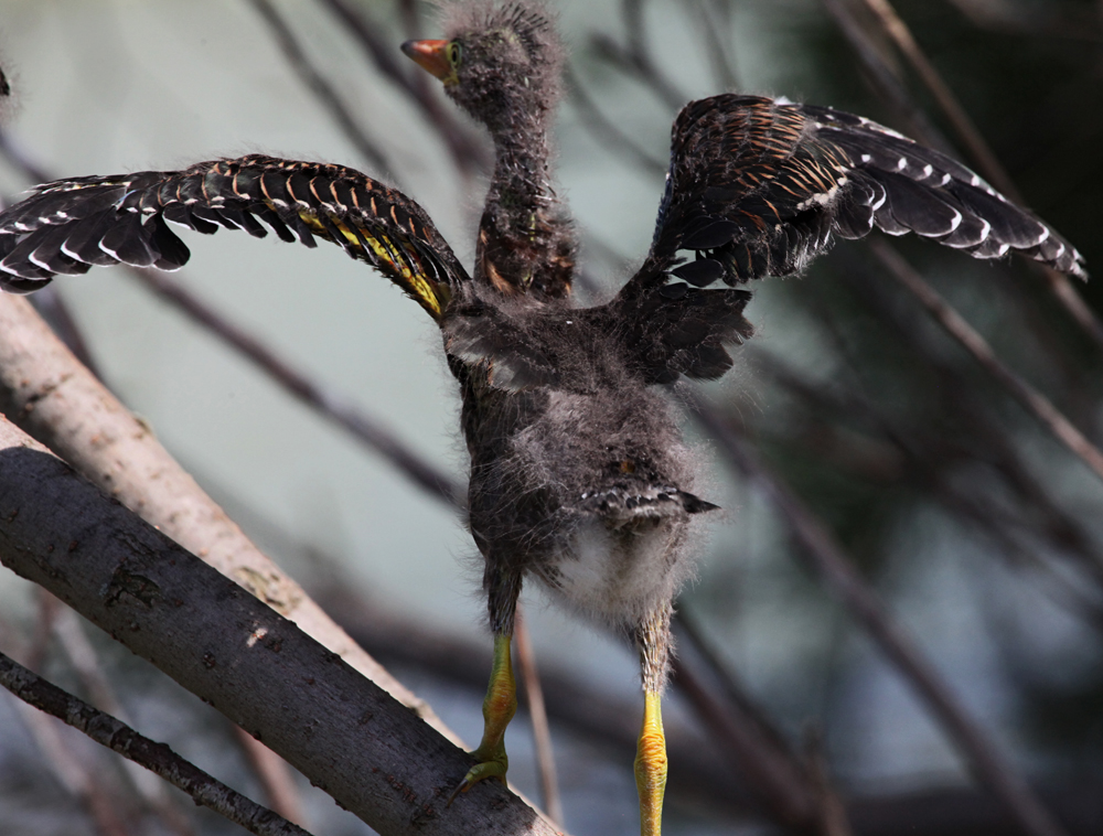 OWLET/MLF8142011MRT152x1000.jpg