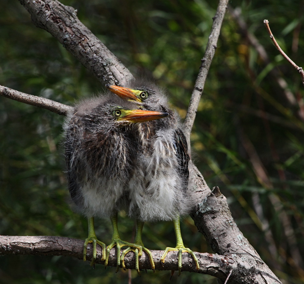 OWLET/MLF8142011MRT189x1000.jpg