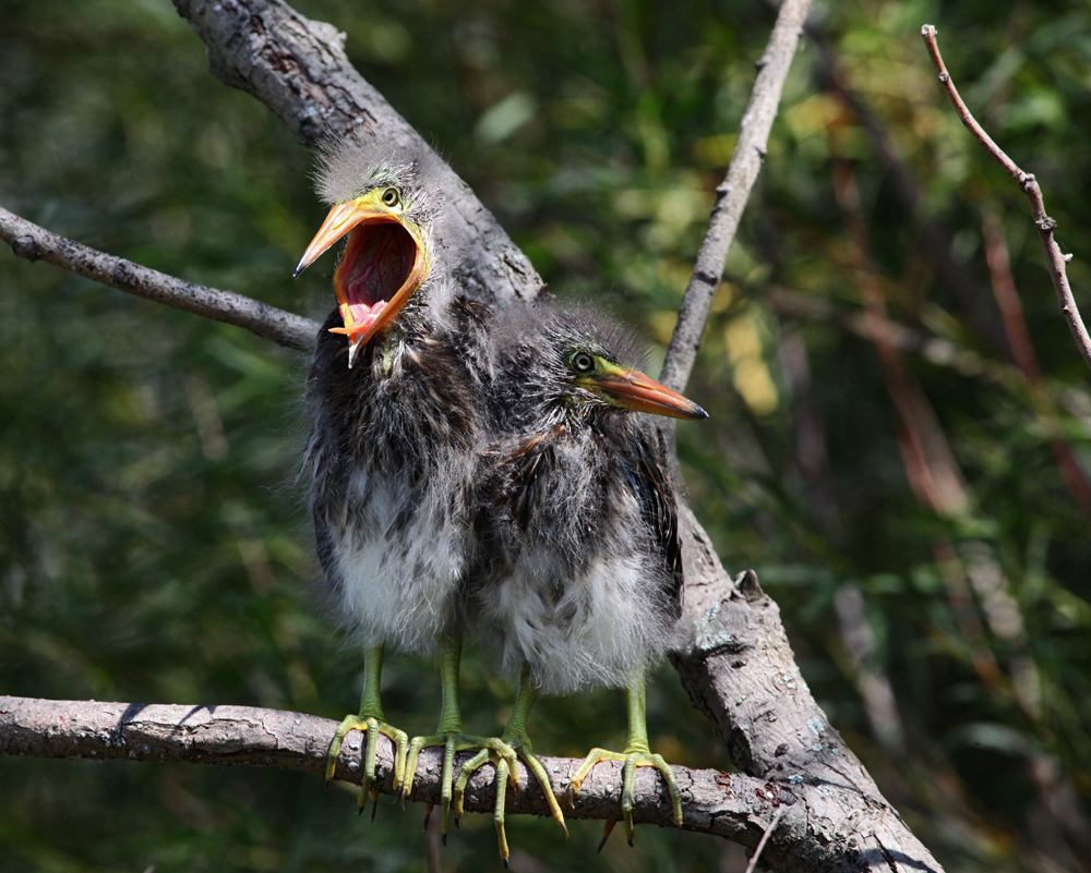 OWLET/MLF8142011MRT189x1000.jpg