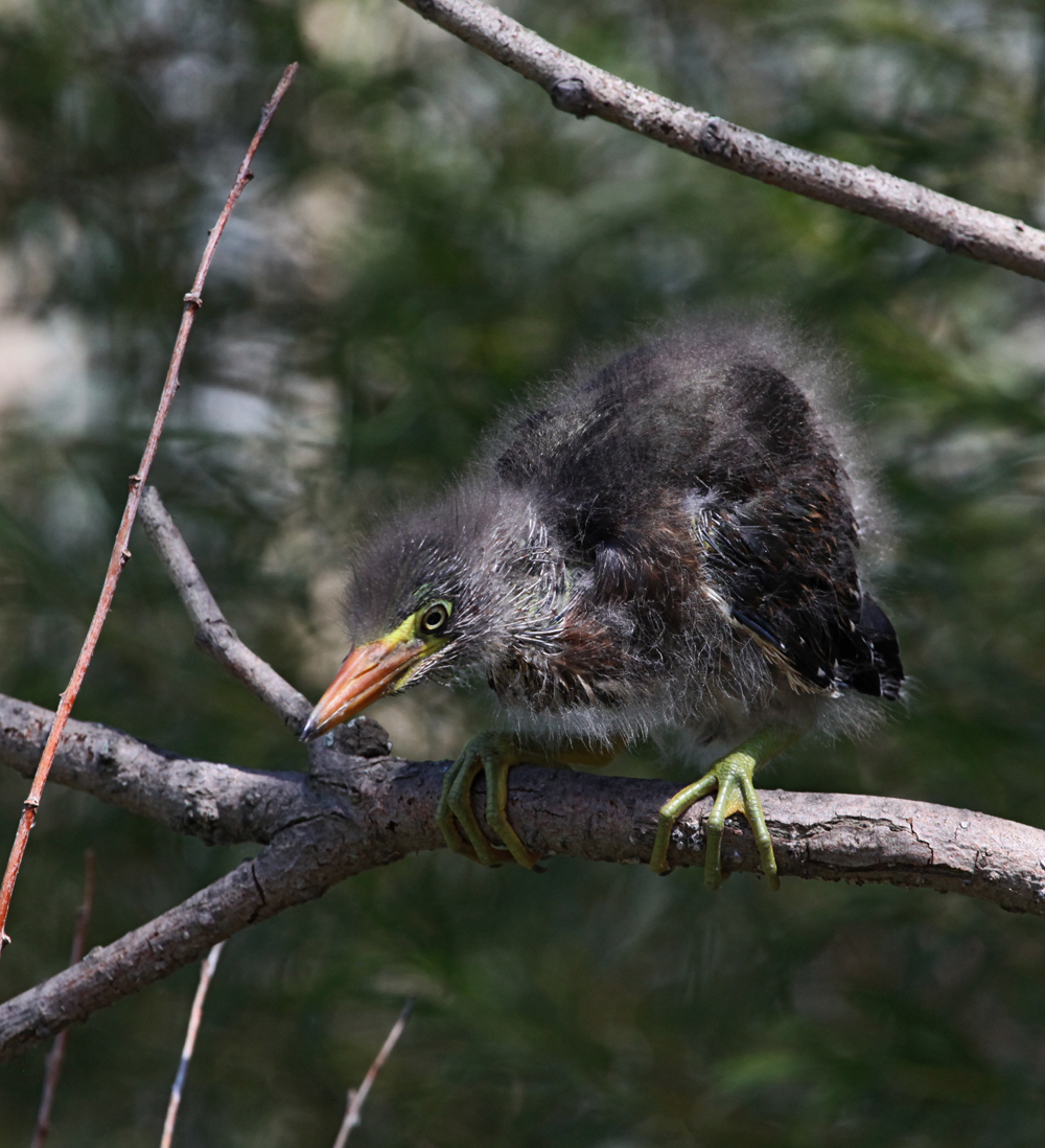 OWLET/MLF8142011MRT203x1000.jpg