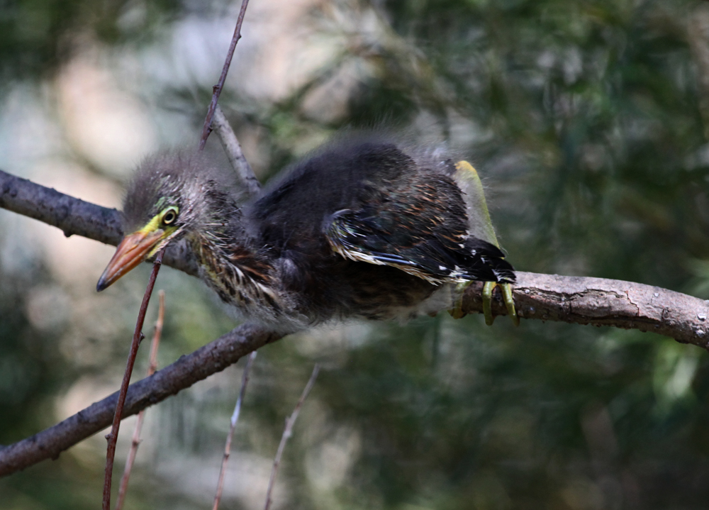 OWLET/MLF8142011MRT203x1000.jpg